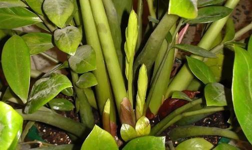 金钱树几年不冒芽，狠心“修剪”一番，跟上浇水施肥全是新芽