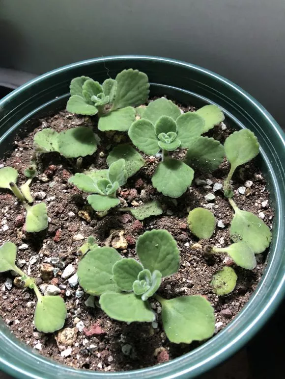 4种花随便掐个枝就活，新手花友别错过，养起来太简单！