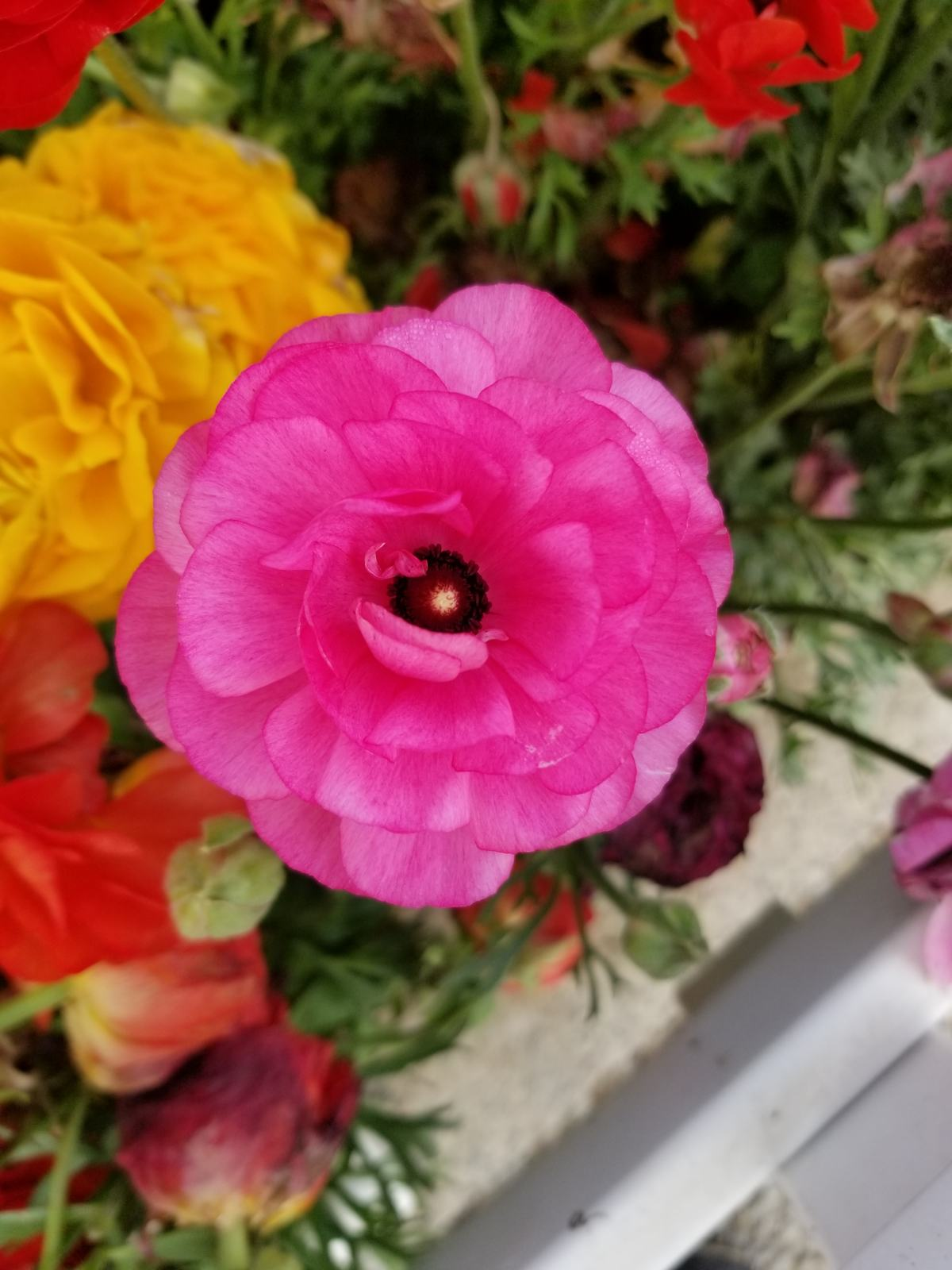 世界名花洋桔梗，总是养不好？这4点一定没做好