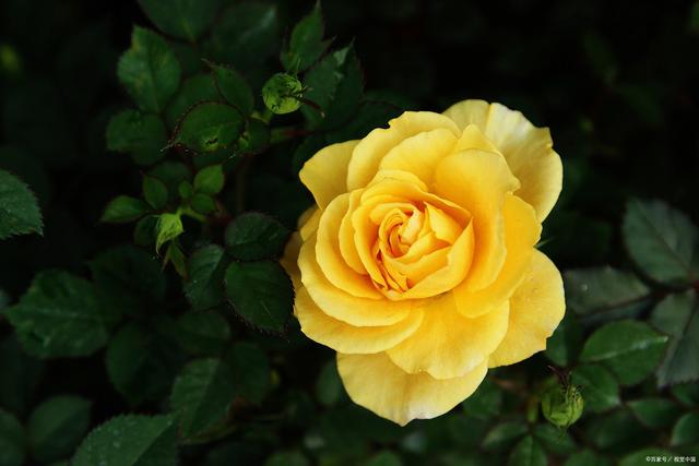 花园三宝“幸福感”排名,月季跌出第一名,花友:榜首实至名归 花园三宝“幸福感”排名,月季跌出第一名,花友:榜首实至名归