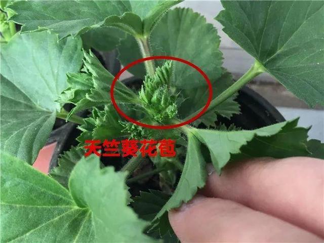你把枝条剪错了，长寿花、三角梅当然不开花，别乱剪了