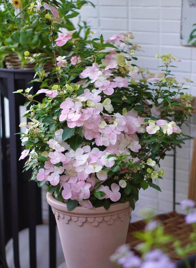 以“新娘”为名的绣球花，美丽动人，丰花勤花，易栽培，深受好评
