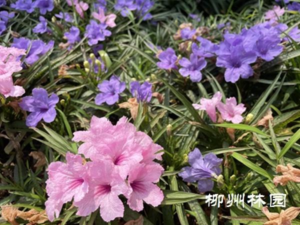 「绿化处」缤纷的地毯——矮生翠芦莉