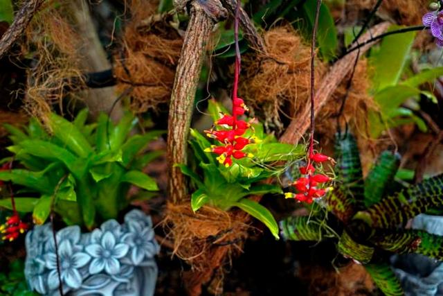 带“虎”字植物有哪些？大师雕刻水仙什么造型？上海植物园和共青森林公园这两个花展不容错过
