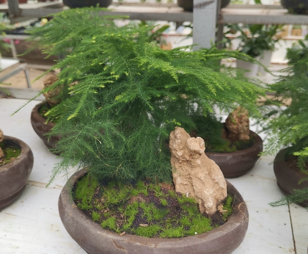 怎样让文竹保持低矮造型？在养护时，只需给它做这几件事