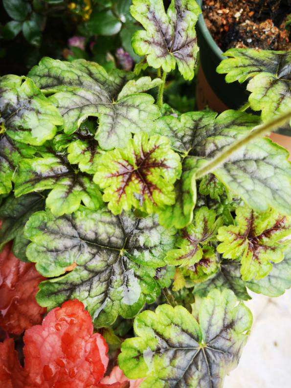 有院子别犹豫,现在开始规划养花,4、5月就能花开满园 有院子别犹豫,现在开始规划养花,4、5月就能花开满园