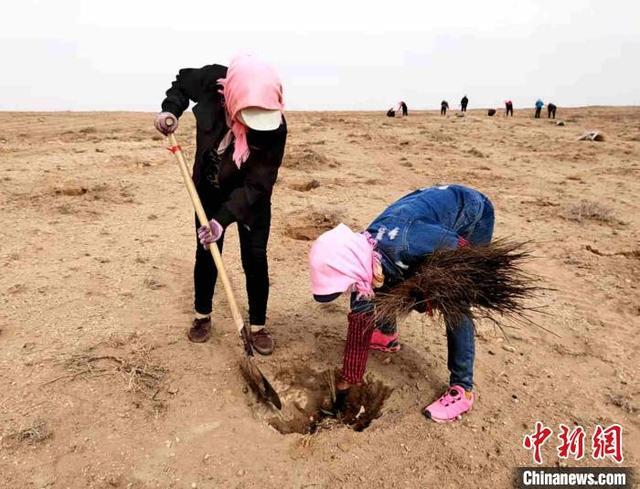 甘肃民勤治沙人：吃住沙漠腹地 树苗成活有“成就感”