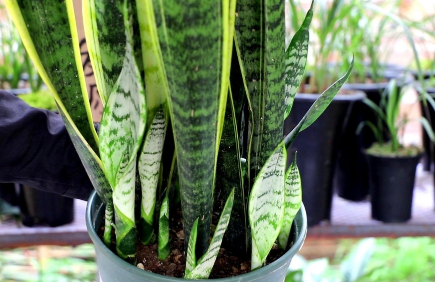 春天养虎皮兰，花盆里埋“1种肥”，植株长得旺，大量冒新芽