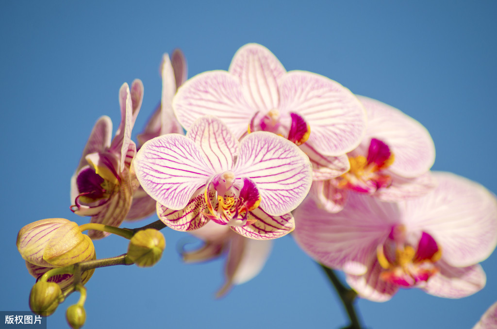 蝴蝶兰花期过程，做好4点，植株生长旺，来年花更艳