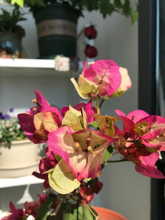 秋天了，想要三角梅“开花”，养护“4步走”，早早开大花