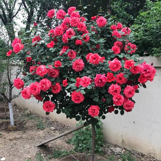 树状月季：开花小能手，花期到时，满院芬芳