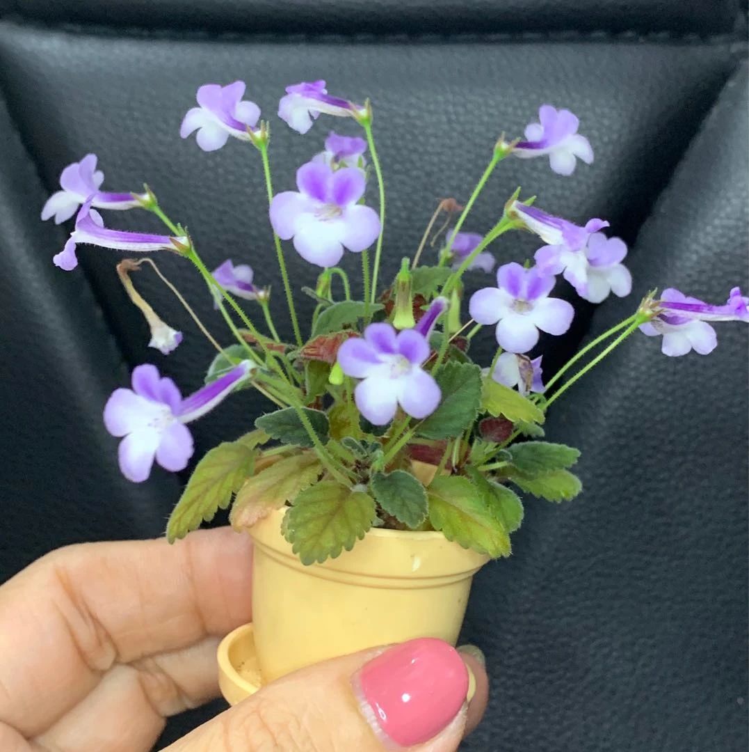 耐阴室内开花植物“大家族”，低光照可开花，植株小巧，适合新手