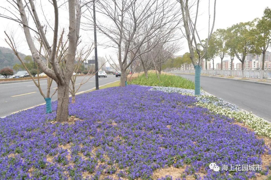 回眸，2020年度舟山园林绿化成绩单，件件都是大事