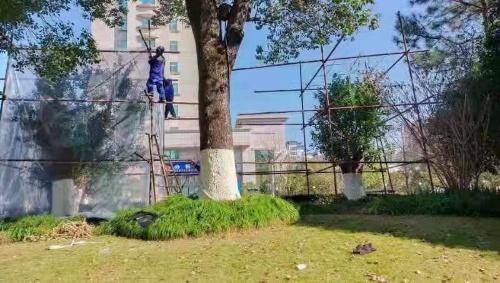 园林绿化在行动 冬季苗木添“新袄”