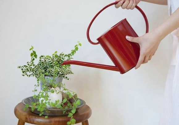 室内盆栽养花浇水不多，结果植物却烂根了？原因全出在这里