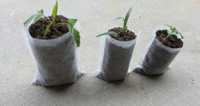 干旱区抗旱造林技术分析