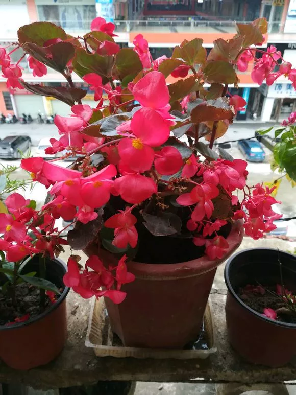 4种花，从春开到秋，一开6个月，养几盆家里变花园！