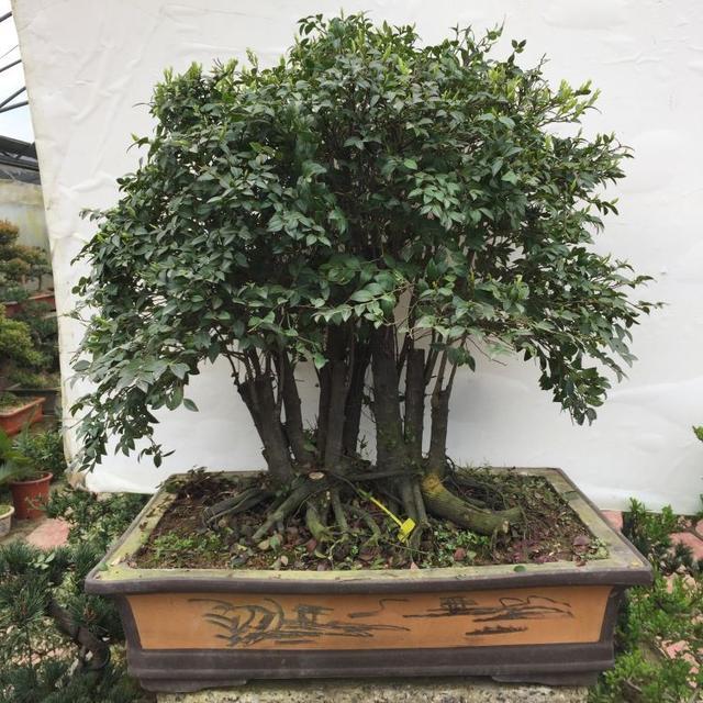 小叶紫檀盆景，不怕干也不怕冻，非常好养活，寓意也好