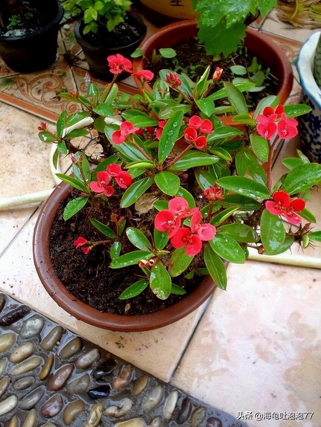 很常见的一种花，养的很好，一年四季都开花，颜值出众