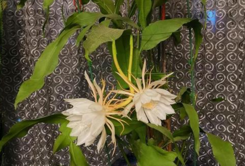 想要看到“昙花一现”，必须具备4个“条件”，轻松让昙花开花