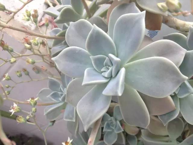 想玩多肉的花友，从这10个品种开始