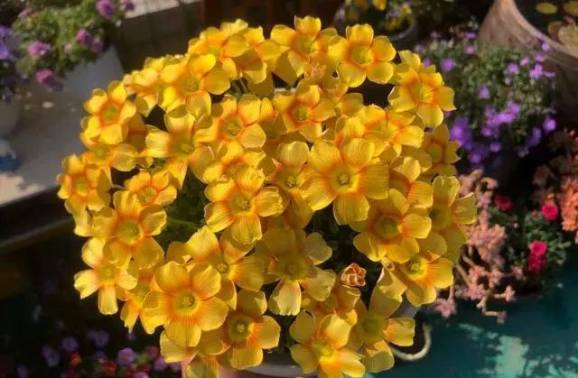 养花何必买贵的，这11种“廉价”草花开花也很美
