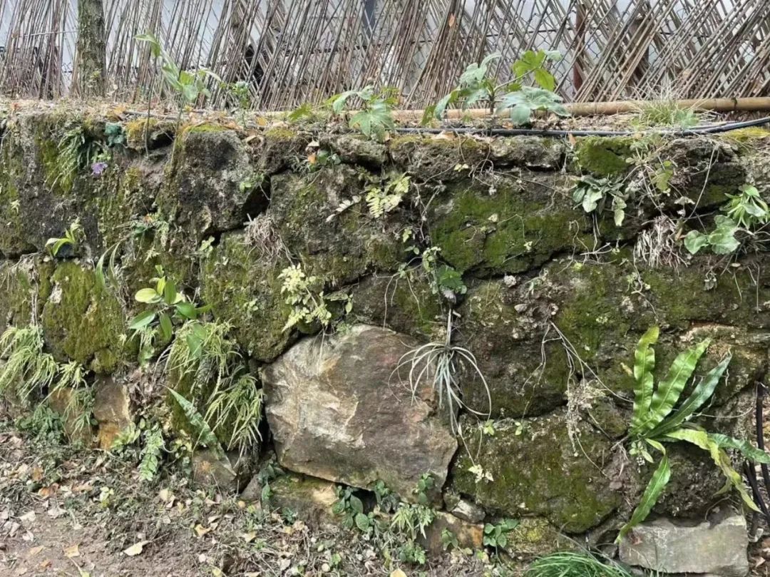 岩石墙变景观墙～上海植物园草药园添新看点