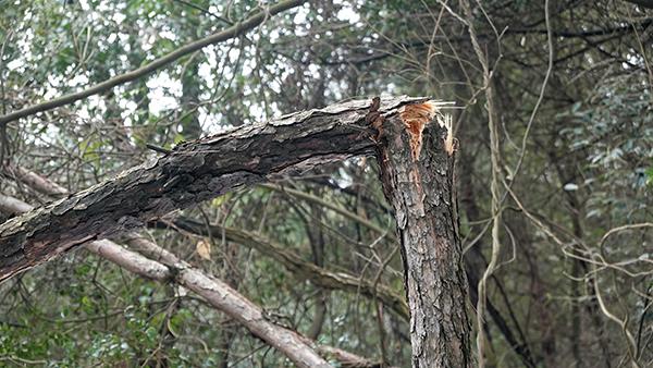 湘潭县：清理雪后树木断枝 保障市民游园安全