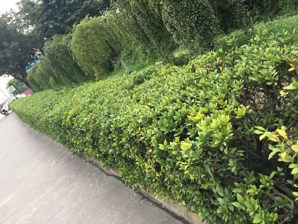 塑料瓶里装点水，能插活10种花，生根不用愁，养花省钱