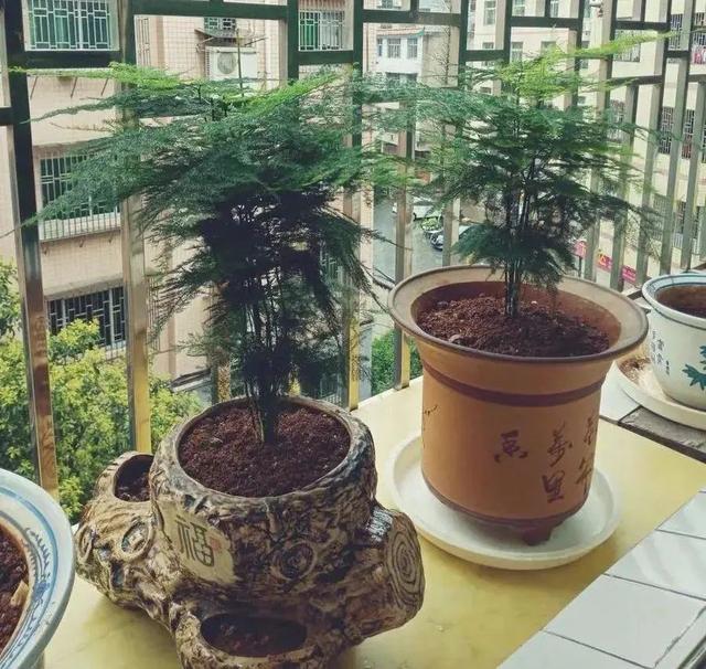 夏天多雨水，这5种花快搬出去，淋淋雨更健康