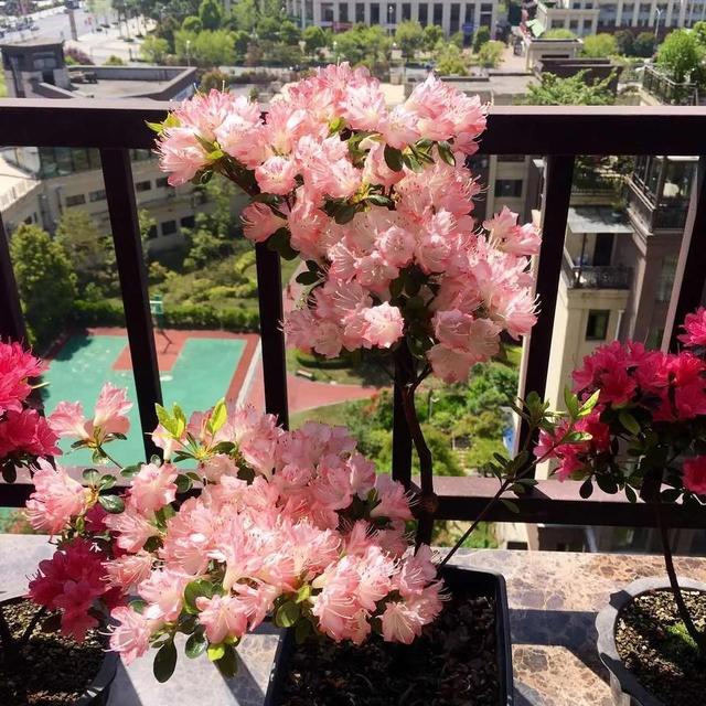 养花“禁用”5种水，浇了就烧花，黄叶死翘翘，后悔都晚了