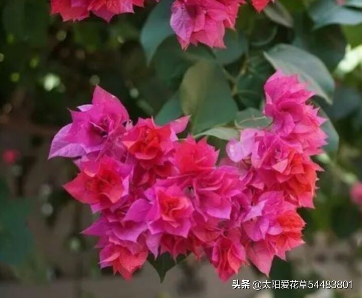 十月了，三角梅还不开花？学会4个方法帮你解决