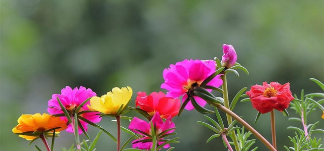 初秋养太阳花，“三步走”猛窜芽，催出一圈根，持续开花小半年