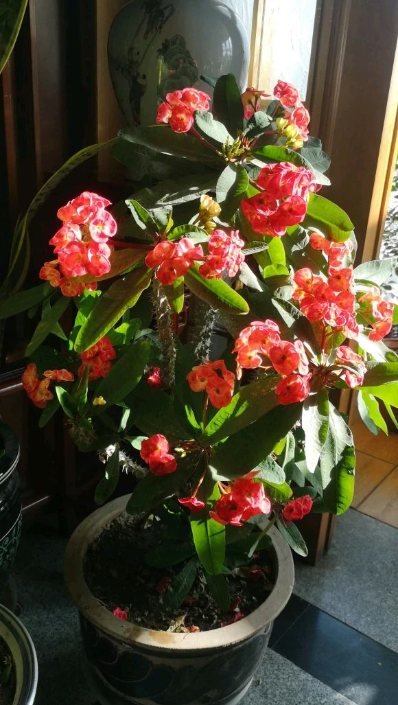 4种花早春浇水越勤，烂根越快！别忽视