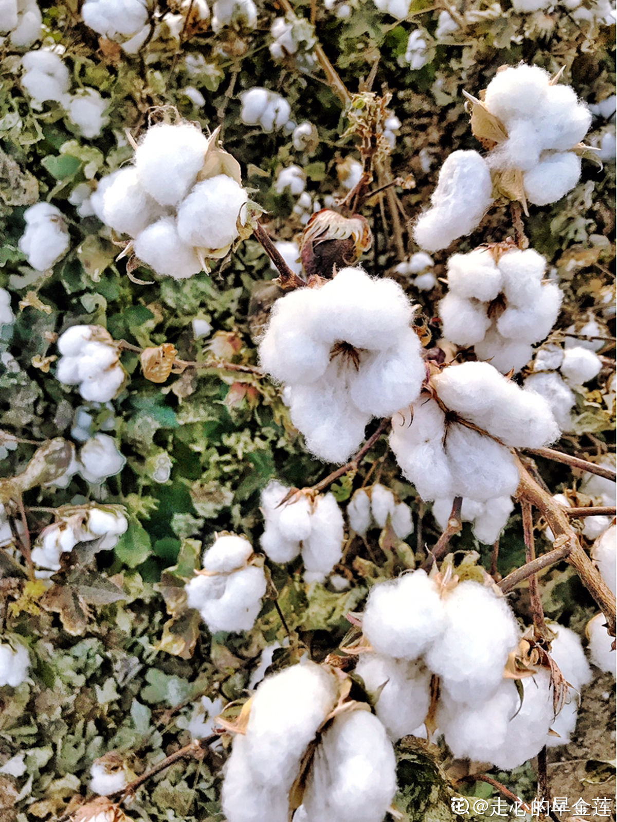 常见的御寒作物棉花，其实并不是花，而是种子纤维
