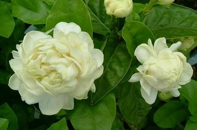 虎头茉莉，优秀的盆栽茉莉品种，花大美丽，芬芳好养，适合新手
