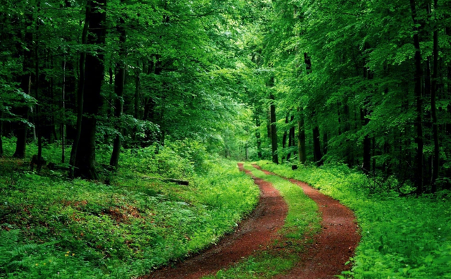 营林措施在森林防火中的应用 营林措施在森林防火中的应用