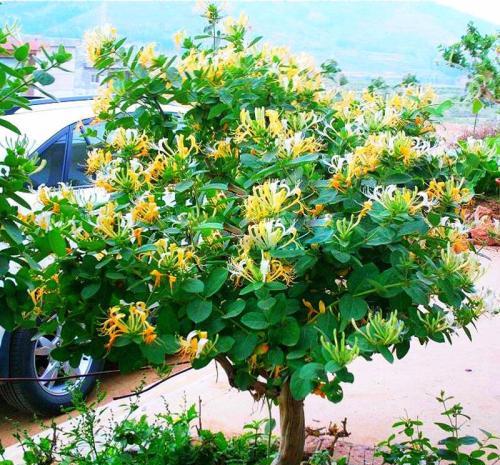 人养花，花也养人！4种漂亮花，家里养一盆，空气更清新
