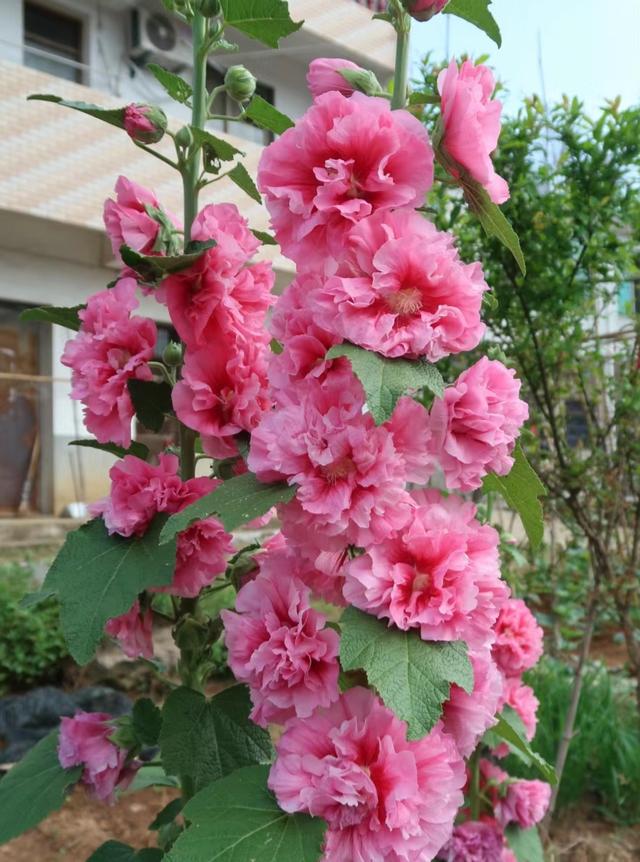 养花10年，我建议你在院子里种这9种花，体验“花开满院”的浪漫