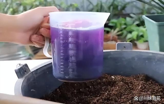 4种过期的小药片，用来养花状态好，根系健壮叶片油绿有光泽
