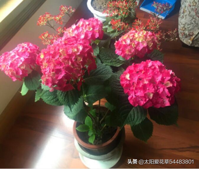 家里养的花卉植物为什么会生病虫害？4个方法帮你解决
