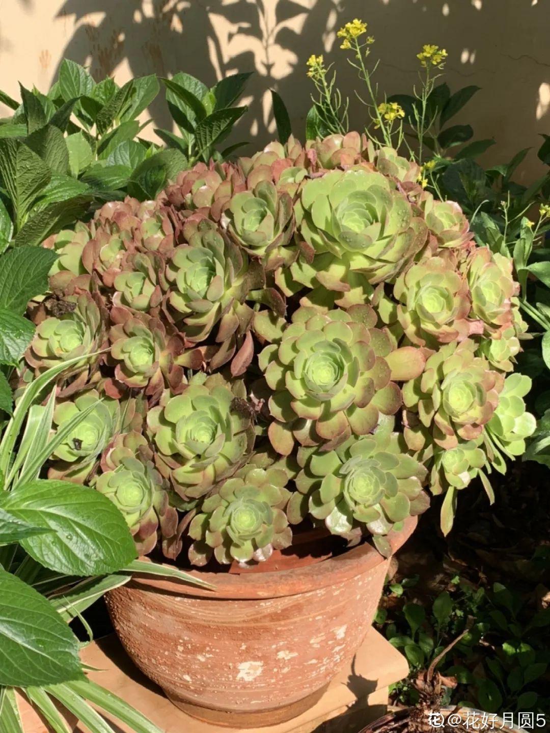 十几年的多肉“妖精”，自然老桩头，造型太美