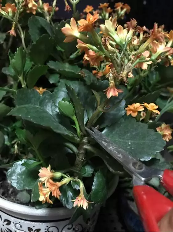 阳台花儿开败后，手痒剃个头，剃完就爆花，开成花球太惊艳！