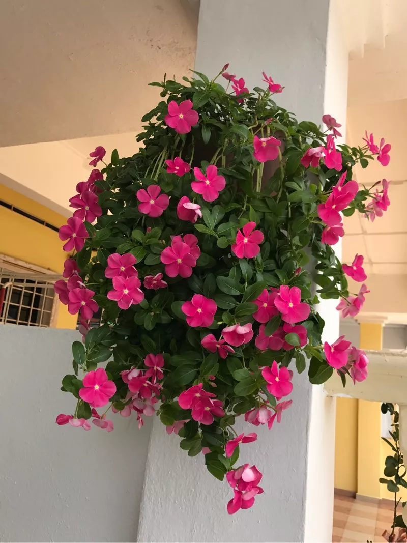 别养绿萝了，3种花吊起来，1个月变成“花瀑布”，美翻了