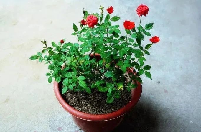 这几种植物送朋友，她都不要，是什么植物，让她如此“害怕”？