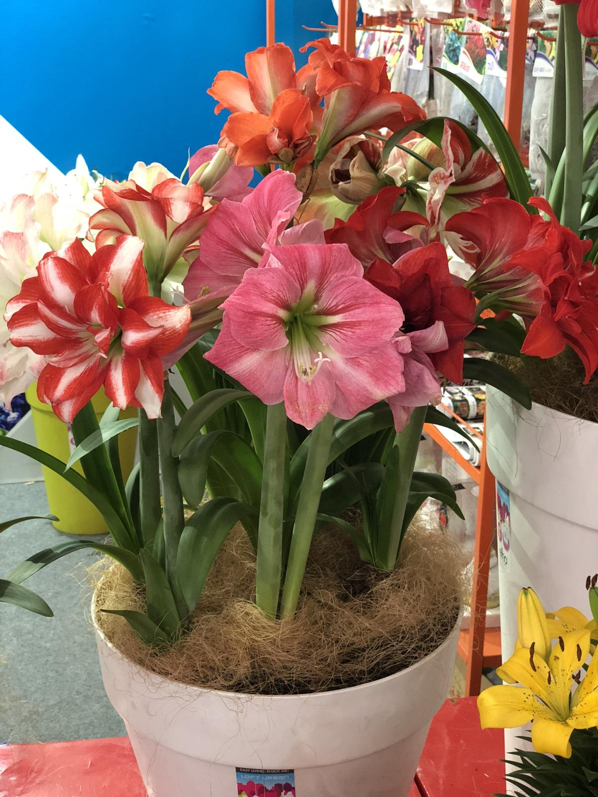 这3种花，盆越小花越多，轻松开爆盆