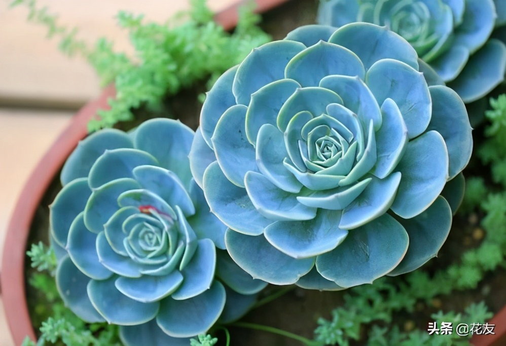 宝石花精心养成莲花宝座有诀窍，莲花朵朵不怕晒