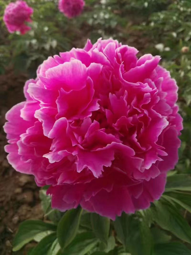 南北方气候不同，养的花自然也不同，要按照环境养护