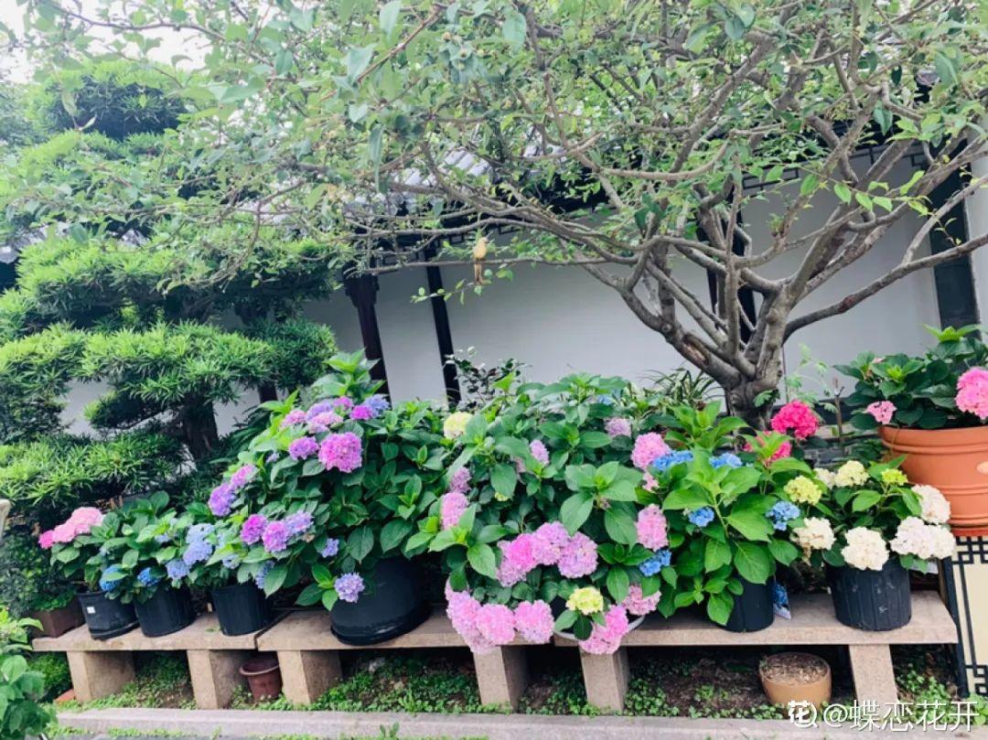 梦想有个院子，养花弄草，过舒心日子