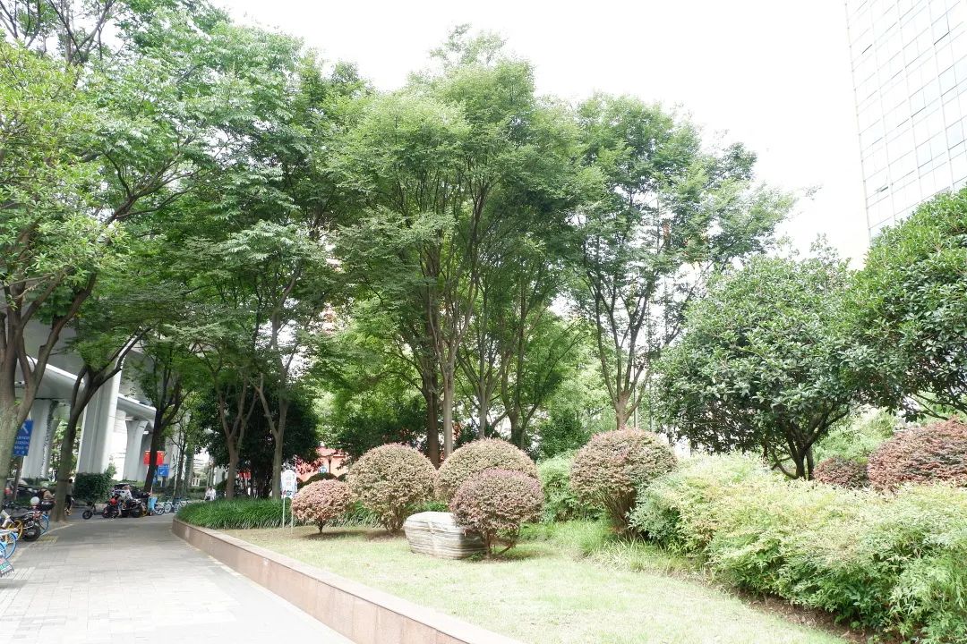 这里的沿线绿化景观提升即将完工，一起先睹为快~